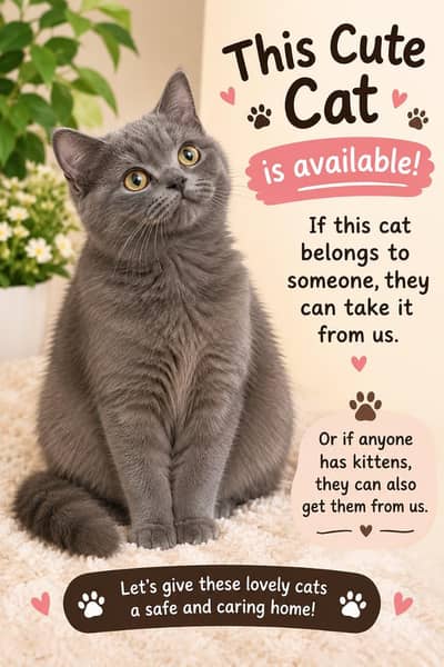 Grey persian cat for sale