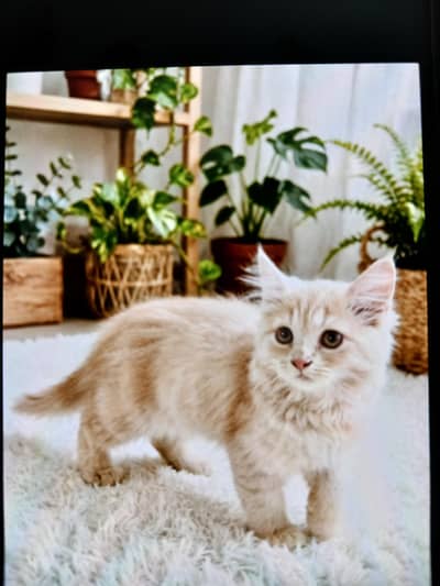 Fawn color female kitten for sale
