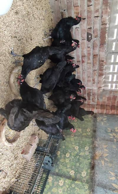 Black Australorp fresh stock fresh egg stater all vaxinated