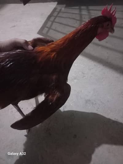 Pure Desi Red Murga - Healthy & Active