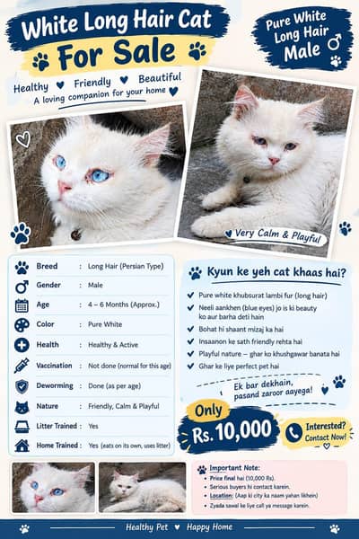 white Persian cat male blue eyes long hair