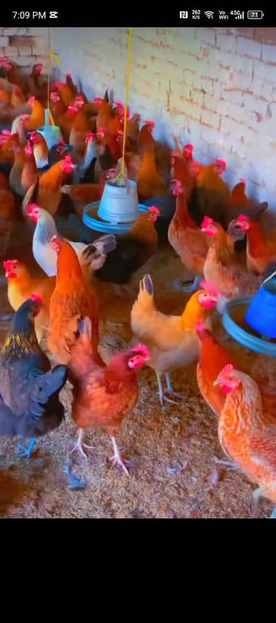 golden misri | desi hens | eggs laying hens | anday wali murgi | hens