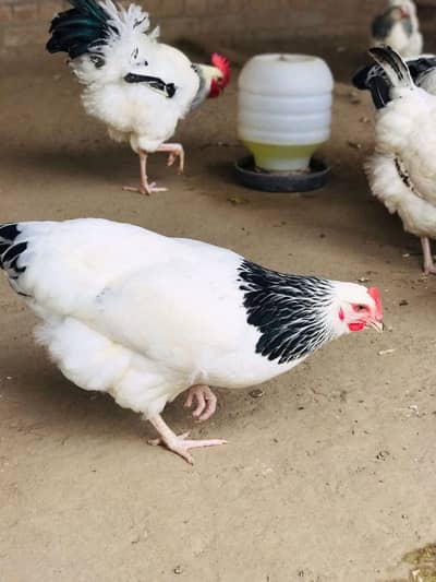 for Sale 350 murgi