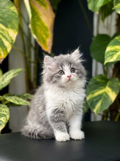 Persian Cats | Persian kittens | Triple Coated | kittens for sale