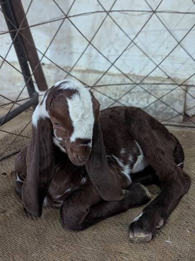 Doodh Wali Bakri