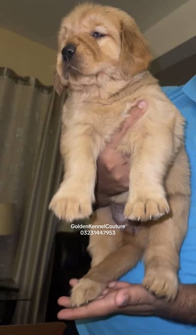 Golden Retriever Microchipped Pedigree Puppy