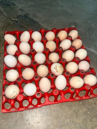 desi eggs