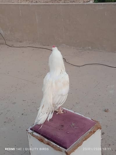 miawali heera