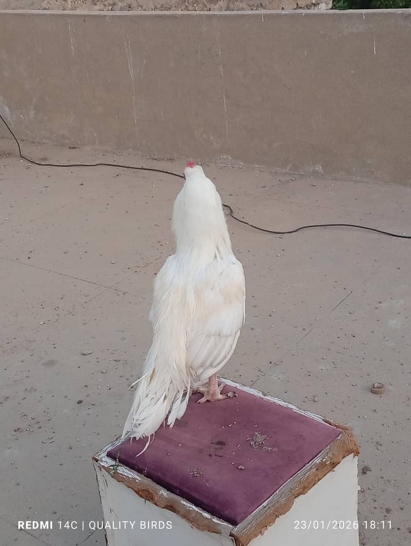 miawali heera 0