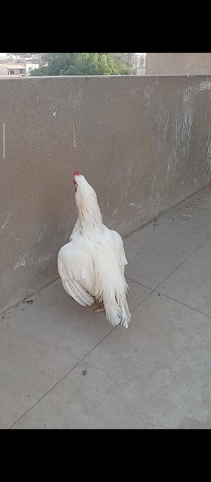 miawali heera 2