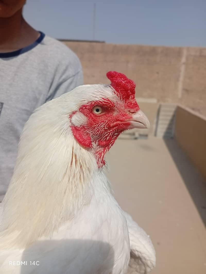 miawali heera 3