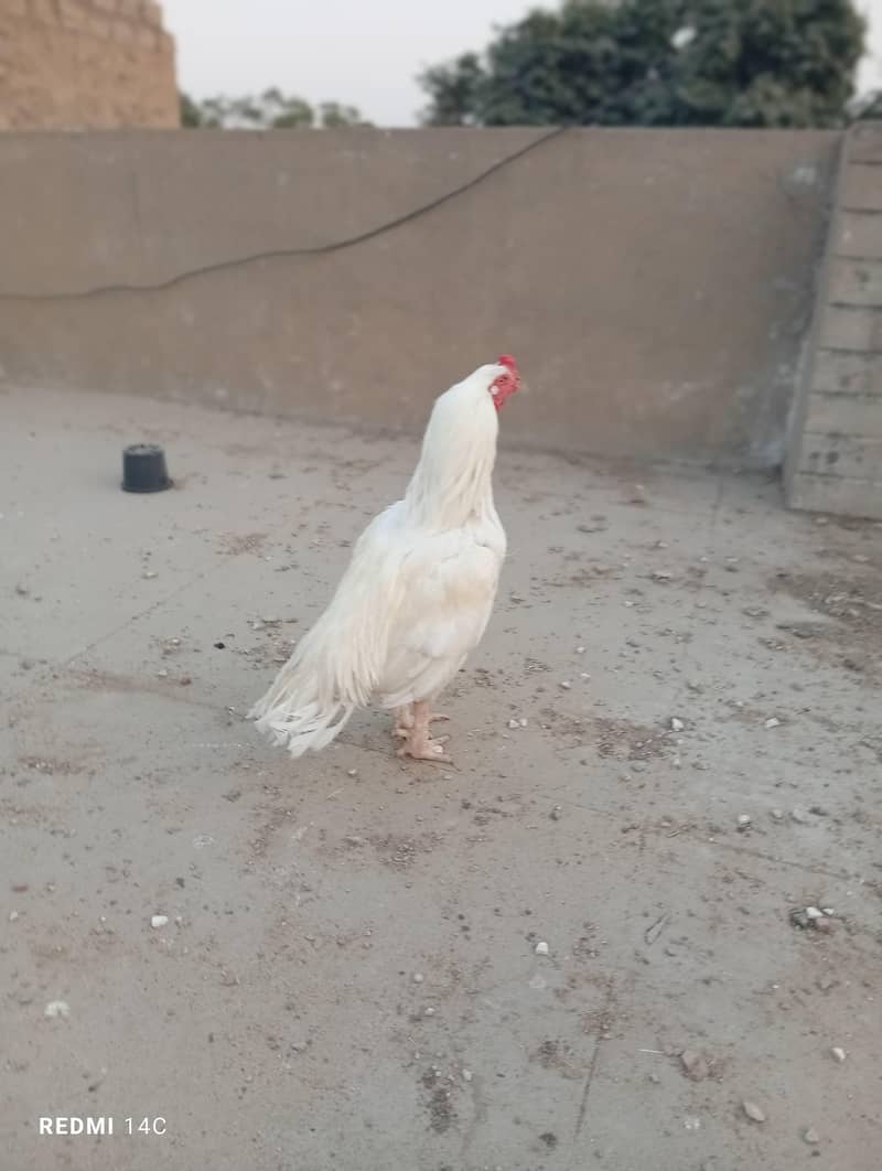 miawali heera 4