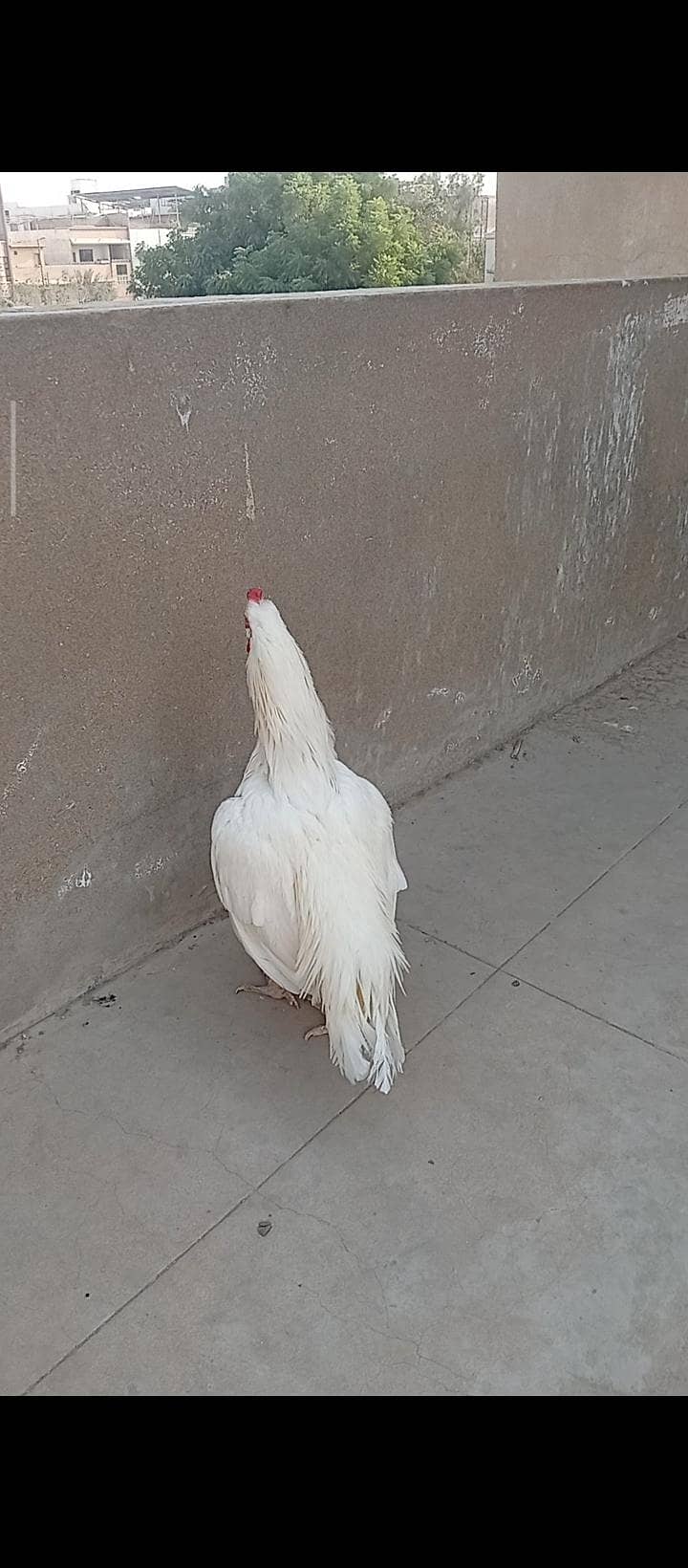 miawali heera 5