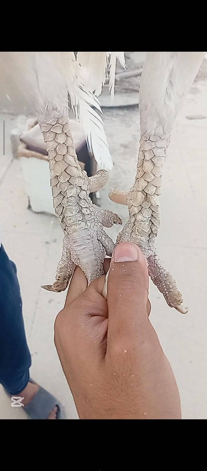 miawali heera 6