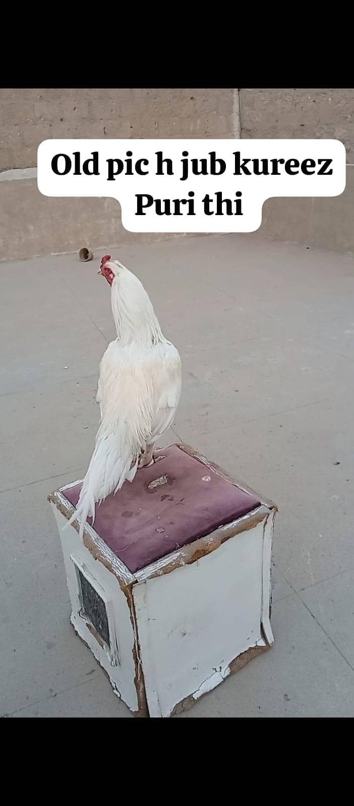 miawali heera 7