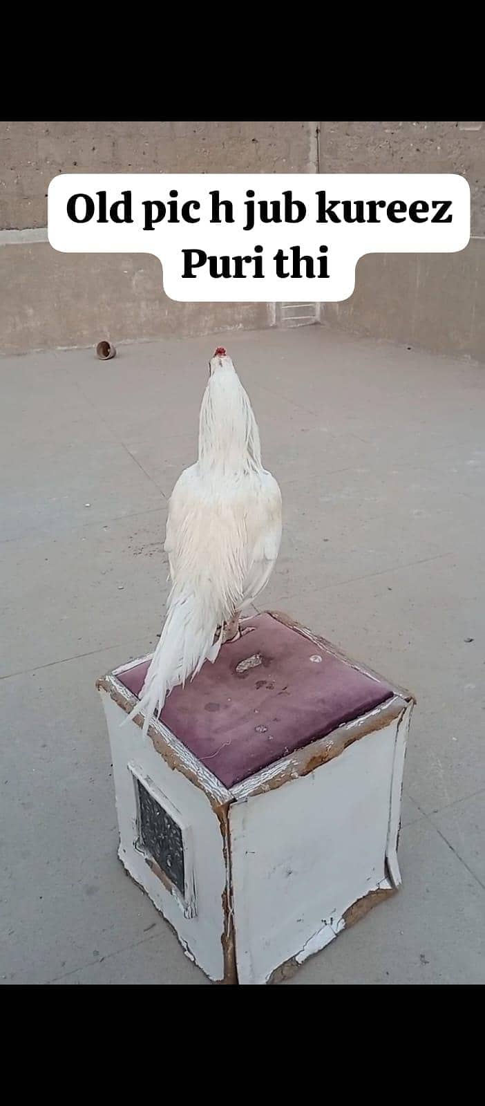 miawali heera 8