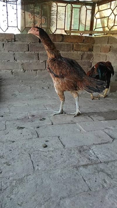 burmi thai female