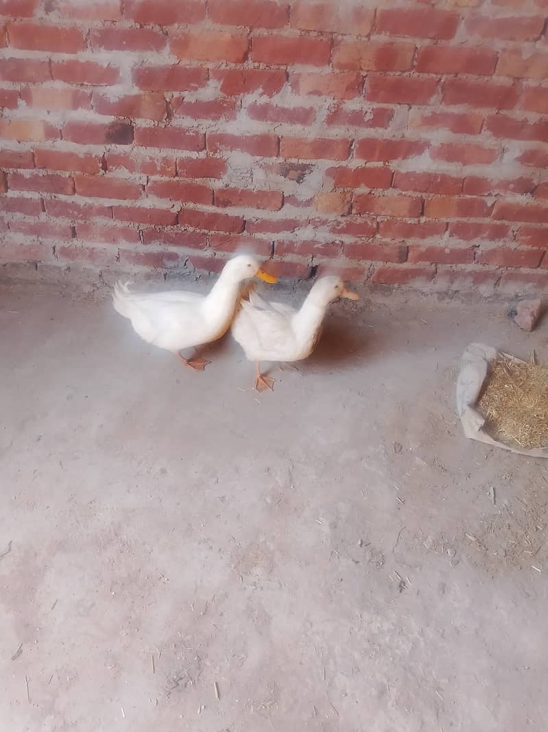 Middle Nick ducks 0