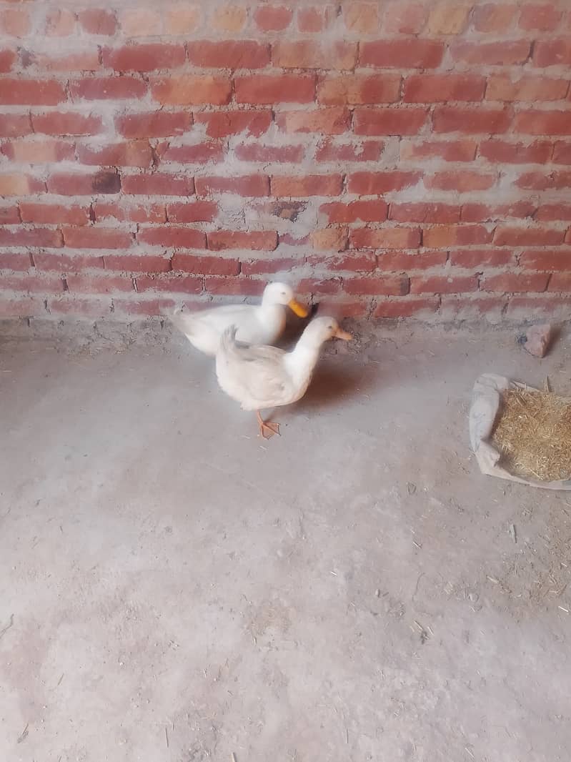 Middle Nick ducks 1