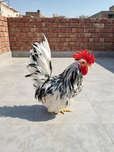 Japanese Bantam Zero Size Male