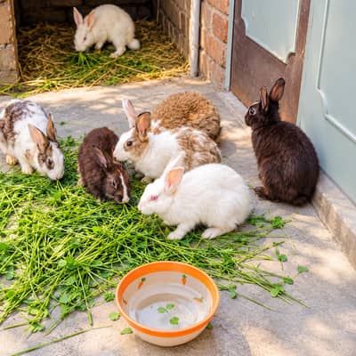 total 6 rabbits hi