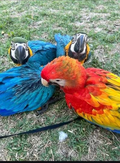 blue Macaw parrot chicks for 0303/7480/768