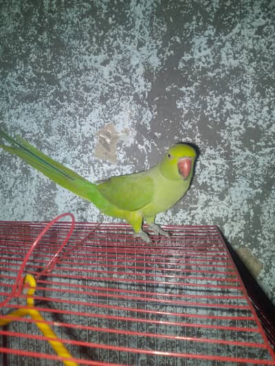 For sale female