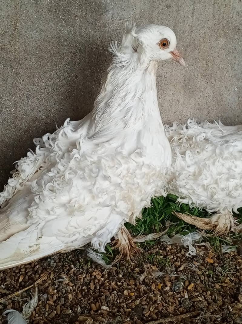 White Frillback Breeder 2