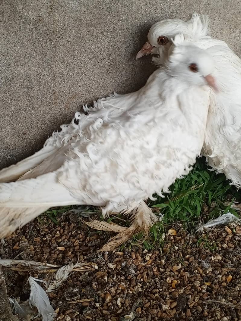 White Frillback Breeder 4