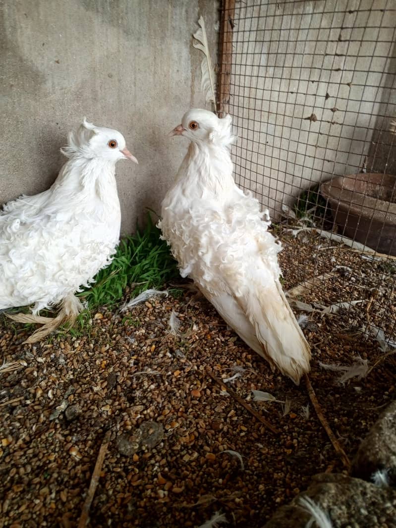 White Frillback Breeder 5