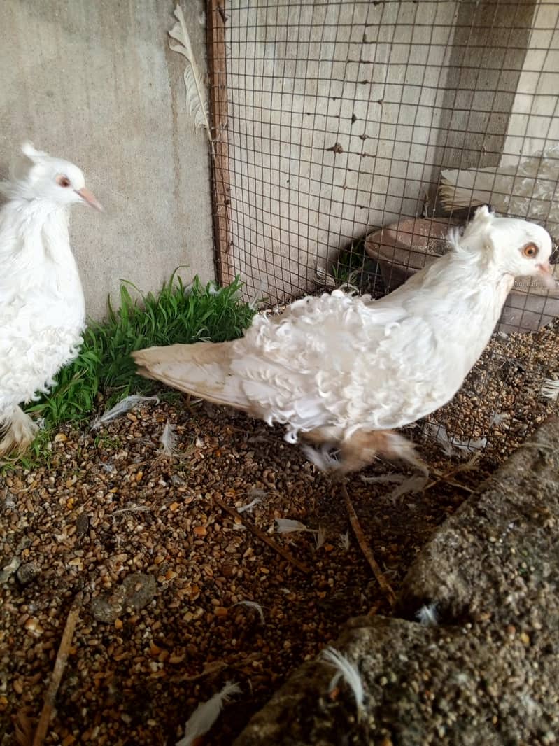 White Frillback Breeder 7