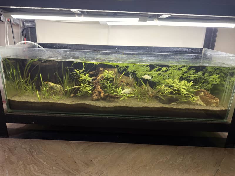 Planted aquarium 1