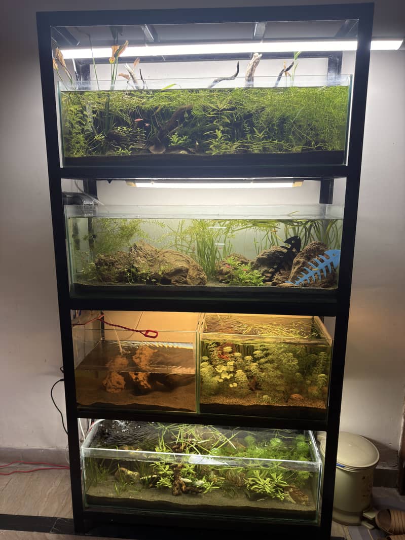 Planted aquarium 0