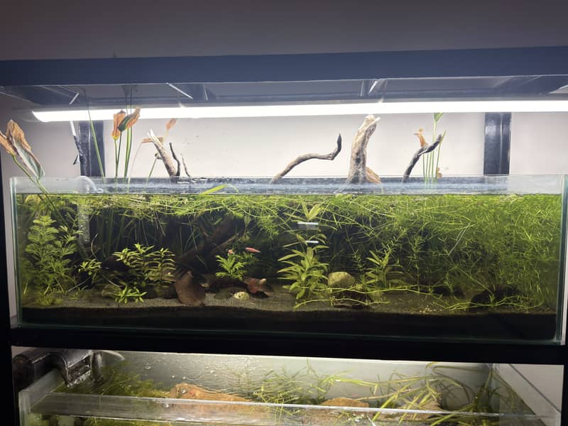 Planted aquarium 2