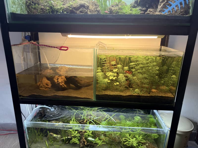 Planted aquarium 3