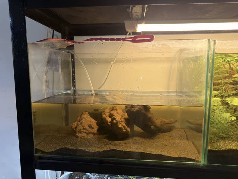 Planted aquarium 4