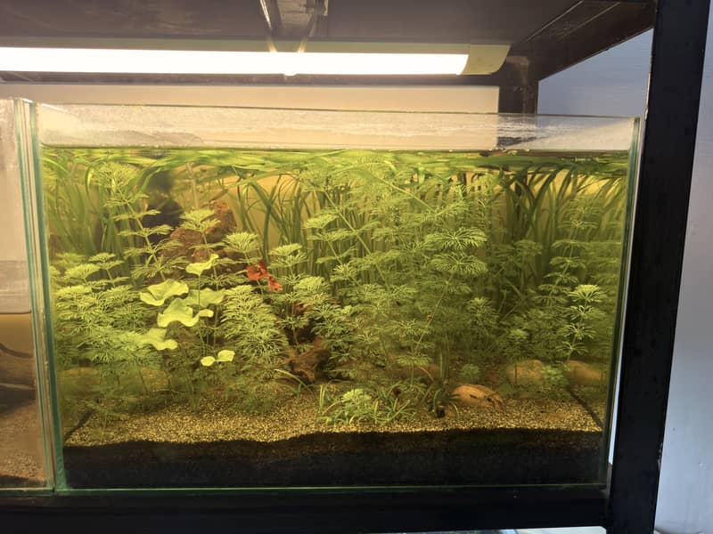 Planted aquarium 5