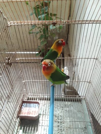 FISCHER'S LOVEBIRD