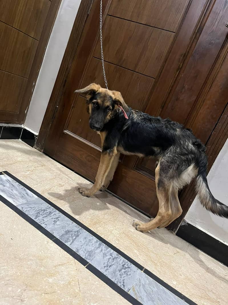 German Shepherd 0