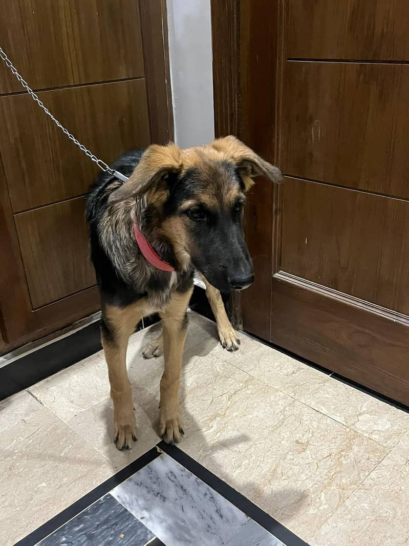 German Shepherd 2