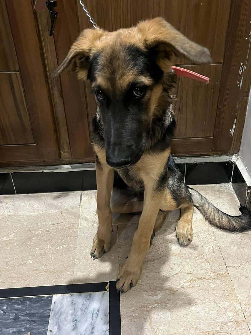 German Shepherd 3