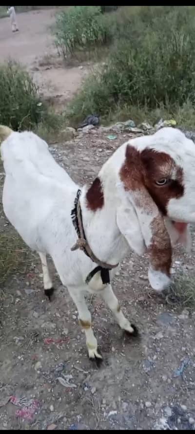 i want sale my goat