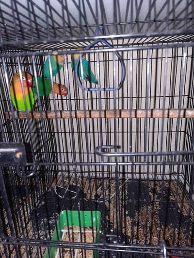 2 lovebird pairs for sale