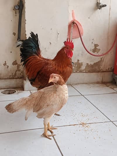 Hens for sale Murga or Mirgi
