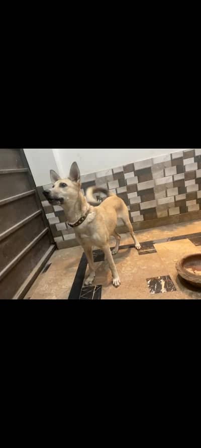 bagayri as a great Gard dog