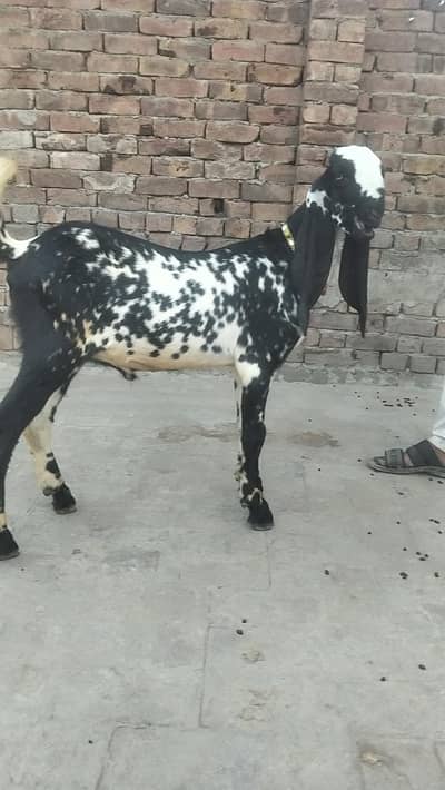 makkhi chini bakra