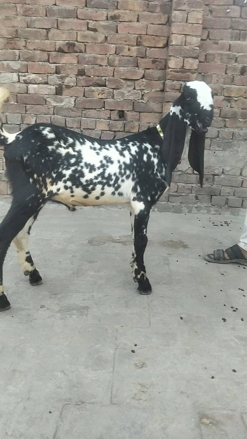makkhi chini bakra 0