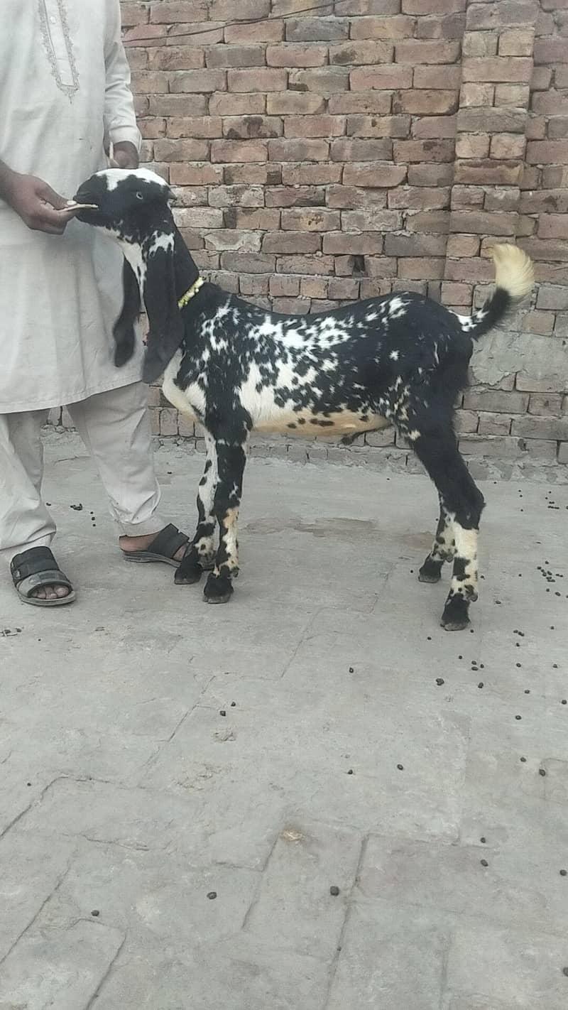 makkhi chini bakra 1