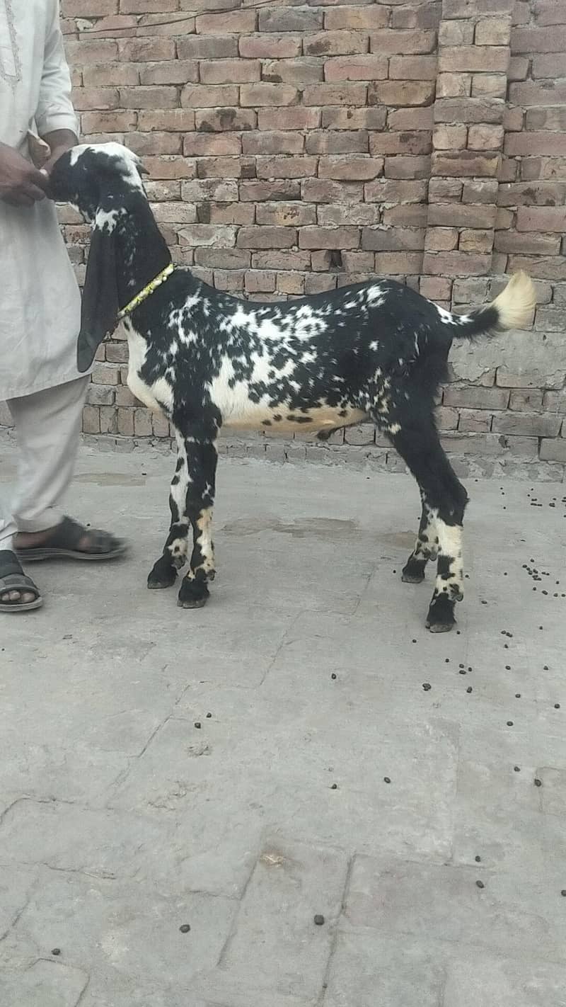 makkhi chini bakra 2
