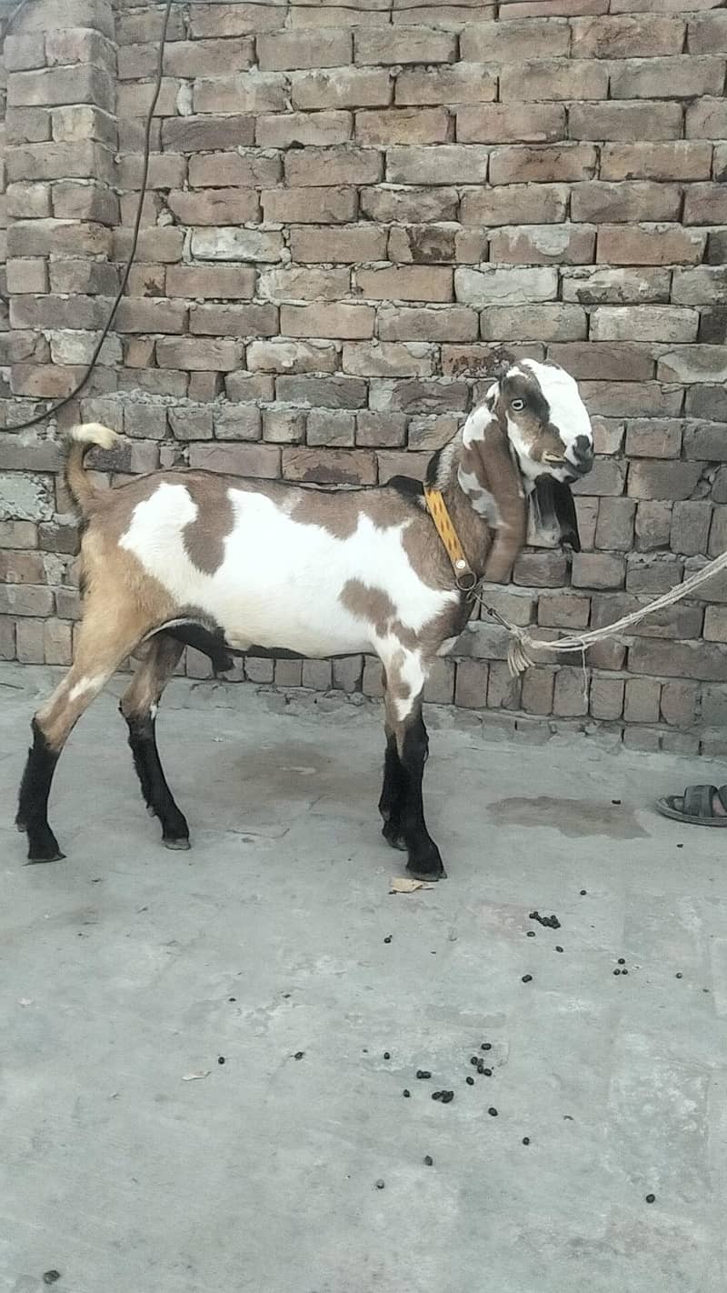 makkhi chini bakra 3